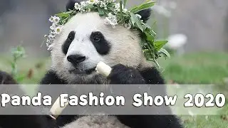 Panda Fashion Show 2020 | iPanda