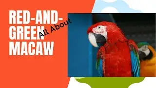 Red-and-green Macaw facts 🦜 Green-winged Macaw 🦜 seen in forests of northern central South America