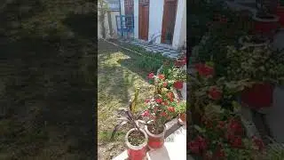 Sspring started flowers lawn birds signing live recording beautiful pictures
