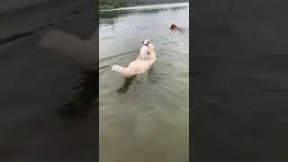Small Dog Rides on Bigger Dog's Back While Swimming - 1132961