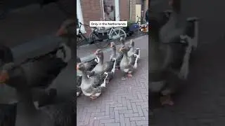Only in Netherlannds 👯&zwj;♂️ #geese #parade #goose #wiggle #fyp #fypシ #viral