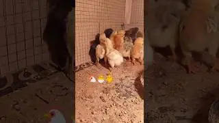 poultry farm updates🐔🐣🐥😍