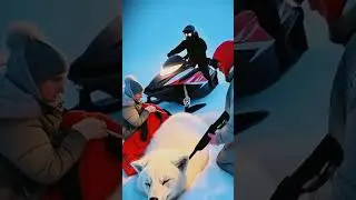 Dramatic AI Rescue! Saving a Pregnant Arctic Fox from the Brink! 🦊