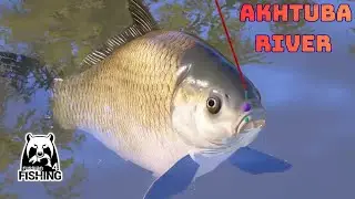 Buffalo Silver Farm Akhtuba River (147) | Russian Fishing 4