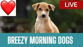 Breezy  Morning Dogs /Live HOMLESS  PAWS