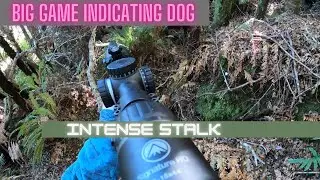 Intense stalk on a RED STAG! (INDICATING DOG)