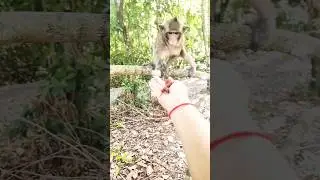 Funny little monkeys #animals #monkeys #pets #Funny #monkeys2024 #animals2024 #funnyanimals