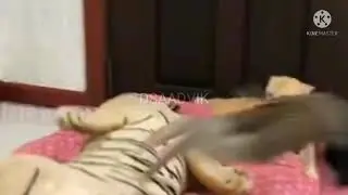 monkey and cat fight #monkeyfunneys #monkeyandcat #monkeydance