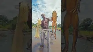 africa's biggest goliath frog#frog#shorts#short#youtubeshorts#shortvideo#trending#youtube#ytshorts