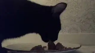 Cat eating wet food, ASMR ￼