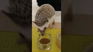 #9gagcute #cute #animal #hkanimal #9gaganimal #hkdaily #刺蝟 #刺猬 #ettoday寵物雲 #寵物 #可愛い動物 #香港刺蝟