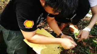 Ant Hunting Diacamma Sp Colony