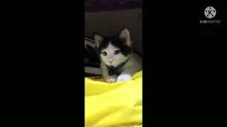 ❤️😘#funnycat#funnycatvideos#cutecat #montycat#shorts