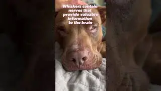 Dog whiskers are like antennas, picking up all the vibrations in the air 🐶👃 #whiskers #dogwhiskers