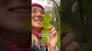 Сбор крапивы и приготовление свежего крапивного чая #травянойчай #крапива #снятиеаллергии