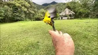 Blue-winged Mountain Tanager Free- Slow Motion