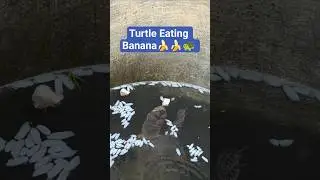 Turtle Eating Banana 🍌🐢 #ridology #wgitachi