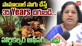పామాయిల్ సాగు చేస్తే 35 Years దిగుబడి..| Horticulture Officer Latha About Palm Oil | YOYO TV News