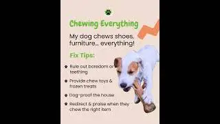 Common Dog Behavior Issues & How to Fix Them