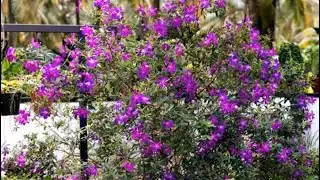 Melastoma plant care || മെലാസ്റ്റോമ ചെടിയിൽ ഇതുപോലെ പൂക്കൾ ഉണ്ടാകാൻ