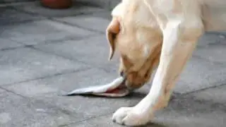 Lecker Fisch