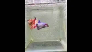 betta color pettern 😍❤ #shorts || #wildlifeandpets ||