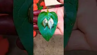 Miniature small fish fry🐠 | #shorts #trending #cooking #fishrecipes #ytshorts #recipe