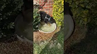 Puppy Pedro the Digging a water hole😁