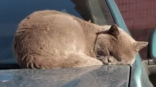 Cat sleeping in the sun ☀️