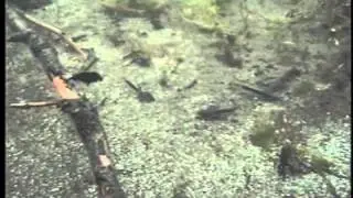 Kawkawa Lake Toadlets