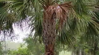Prime Example of Cabbage Palm Trees with Trimmed Palm Fronds & Criss Cross Pattern During Rainstorm