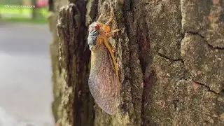 Two separate cicada broods emerging: When are the cicadas coming in 2024?