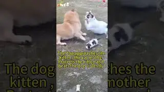Mother cat bravery protects her kittens #cat #funnypets #foryou #funny #funnyanimals #pets #shorts