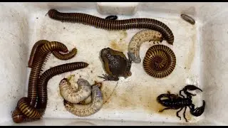 Strong Big White Worm and Giant Millipedes Found in the Coconut Rotten with One Rain Frog