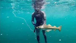 The Spearfishing Inception - Spearfishing Scotland