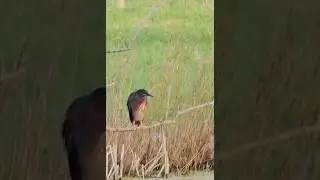 Green Heron call