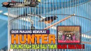 PIALA KETUA AMM FEAT SMM BALI- MURAI BATU HUNTER BURUNG DARI DESA UJUNG BALI TIMUR UNJUK KUALITAS 🔥