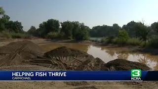 Project along the American River will help salmon & steelhead trout
