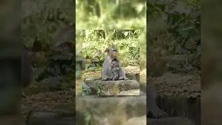 #Shorts Newborn baby monkey so much fun together  episode #3
