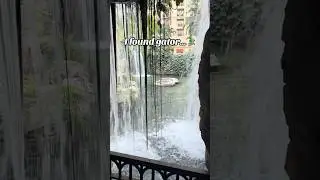 There is gator in tha water&hellip;#alligator #gator #gaylordpalmresorts