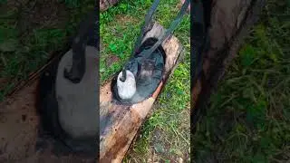 survival homestead #survival #bushcraft #camping #outdoors #outdoorlife #firemaking #survivalskills