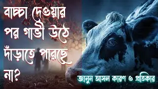 বাচ্চা দেওয়ার পর গাভী উঠে দাঁড়াতে পারছে না? জানুন আসল কারণ ও প্রতিকার: বোভাইন হাইপোক্যালসেমিয়া