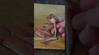 This Rare Wild Mushroom looks like Red Meat!