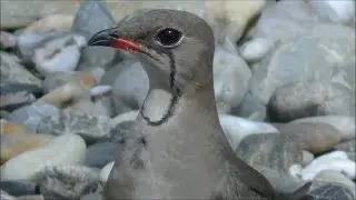 Canastera com&uacute;n (Glareola pratincola) Collared Pratincole +