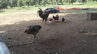 Hens the farm having fun| little cute chicks 🥰🥰🥰 pure natukodi