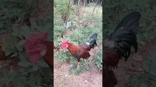 Rose comb Rooster 🐓 #chicken #pets