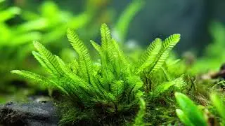 Phoenix Moss – Quiet Layers of Green | Calm Aquatic Environment