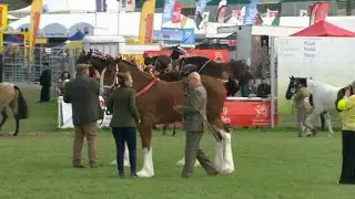 Ceffylau Gwedd blwydd | Shire Horses Yearlings