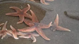 Common starfish (Asterias rubens)