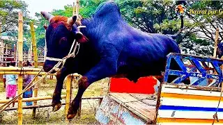 Cow unloading, cow videos, cow video, animal, big cow, goru hamba cow, Ep- 102